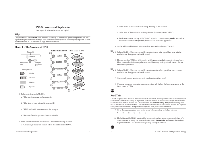 Dna structure and replication pogil answers