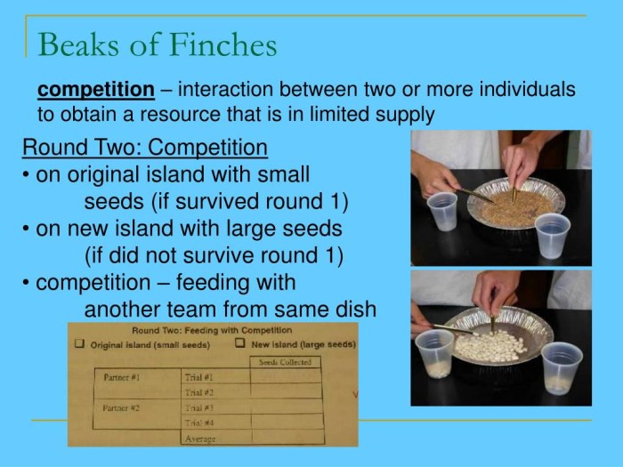 The beaks of finches lab answer key