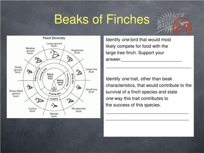 The beaks of finches lab answer key