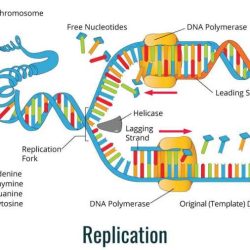 Dna structure and replication pogil answers