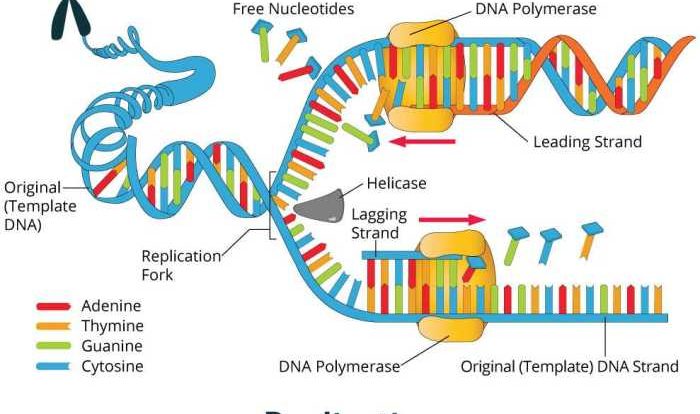 Dna structure and replication pogil answers