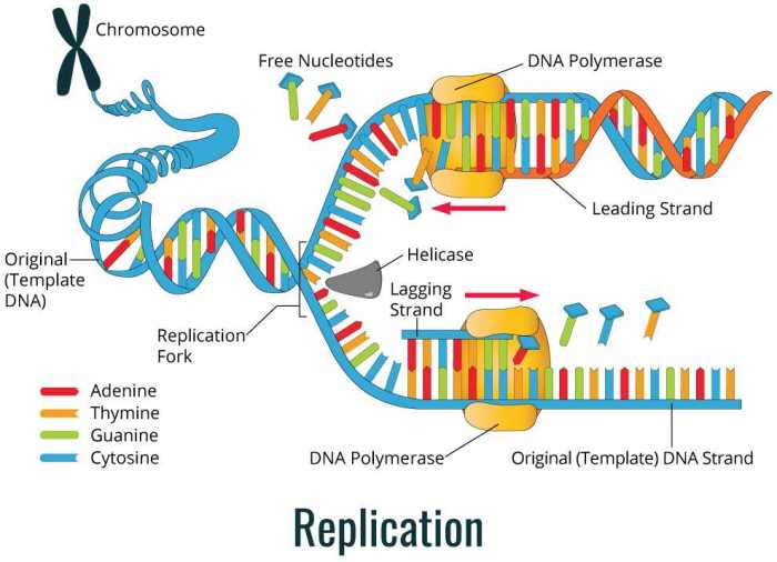 Dna structure and replication pogil answers