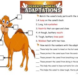 Plant and animal adaptations worksheet