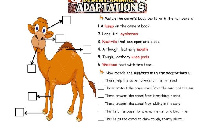 Plant and animal adaptations worksheet