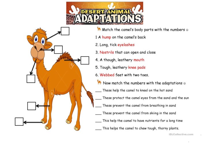 Plant and animal adaptations worksheet