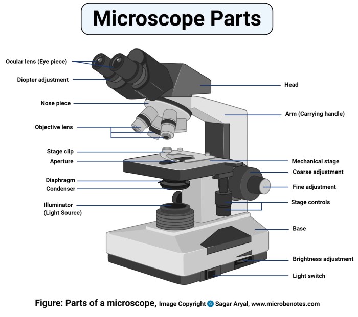 Compound light microscope with binocular head and mechanical stage