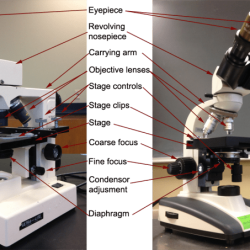 Microscope compound knobs binocular quizlet celestron objective lenses labs midterm microbio