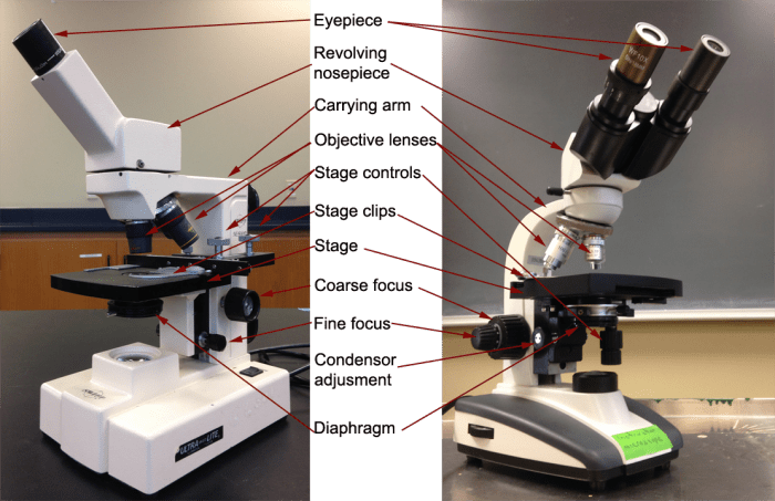 Microscope compound knobs binocular quizlet celestron objective lenses labs midterm microbio